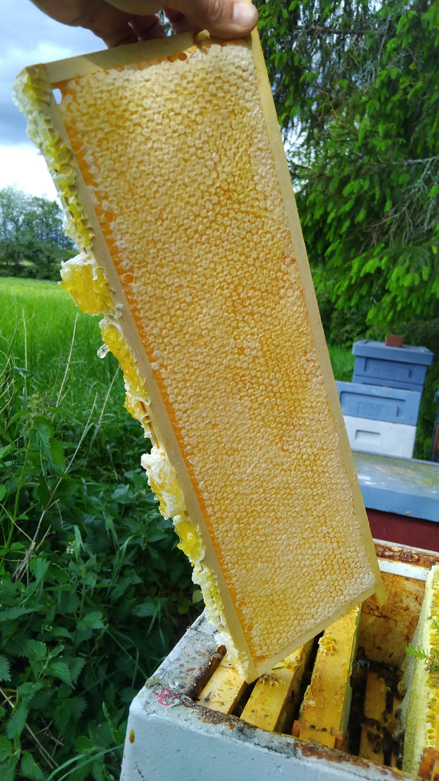 Honungskaka 1 kg